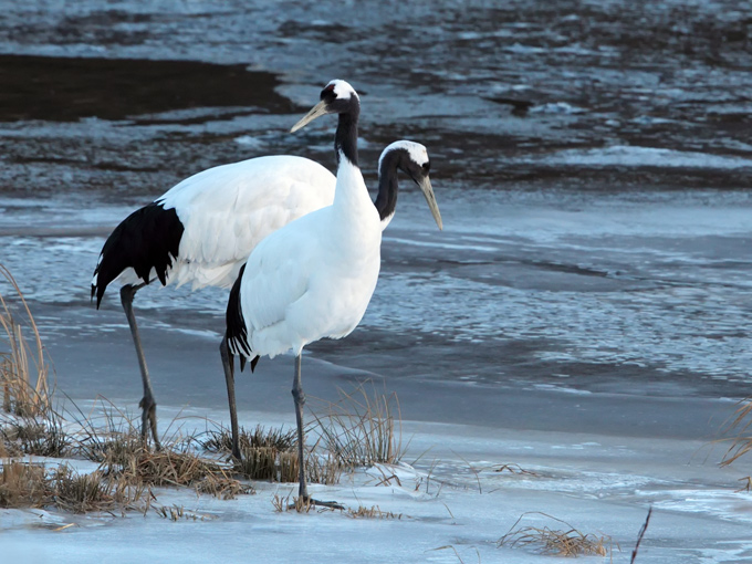 Red-crowned Crane
