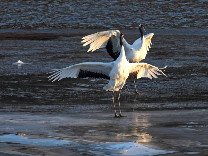 Red-crowned Crane