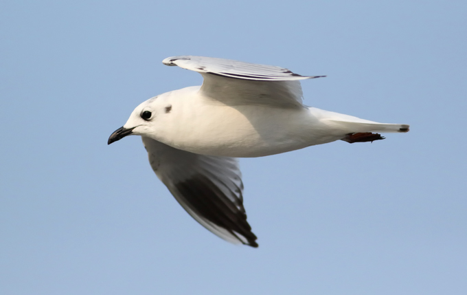 Saunderss Gull