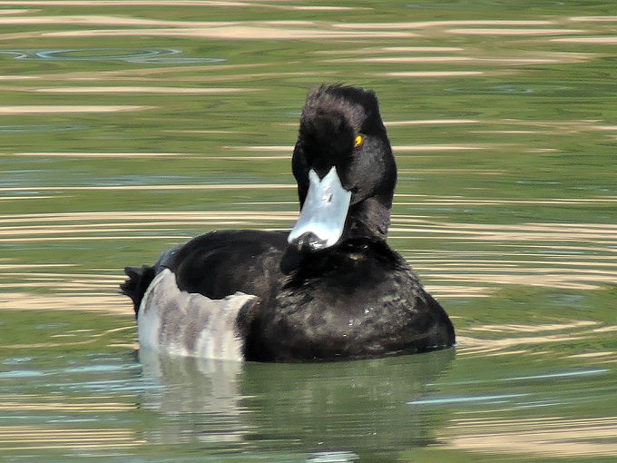 Tufted Duck