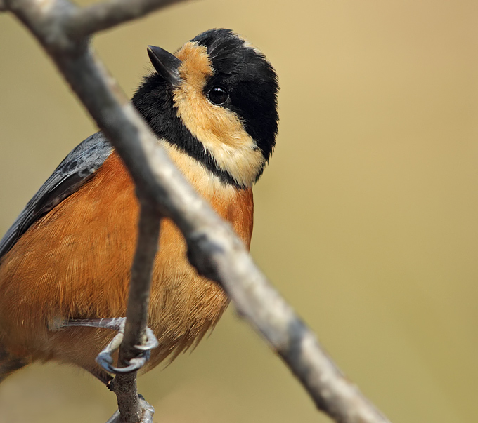 Varied Tit