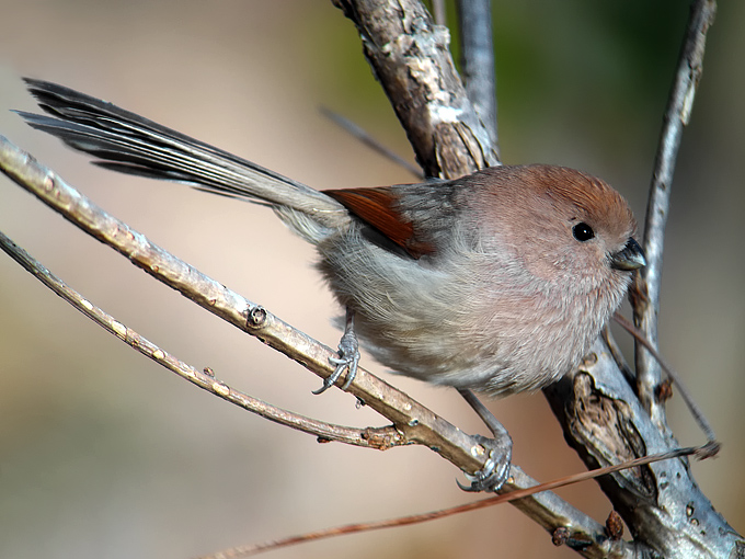 Vinous-throated Parrotbill