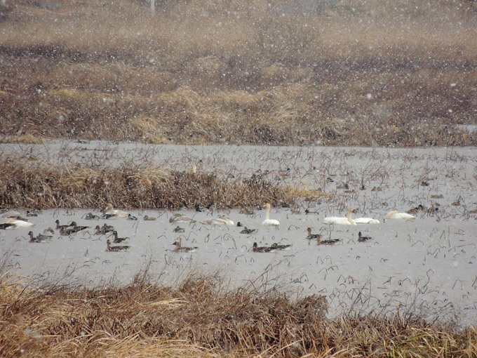Waterfowl in snow