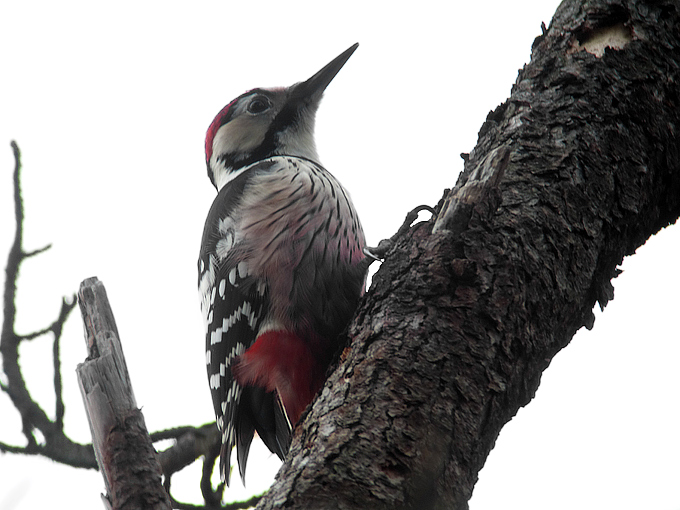 White-backed Woodpecker