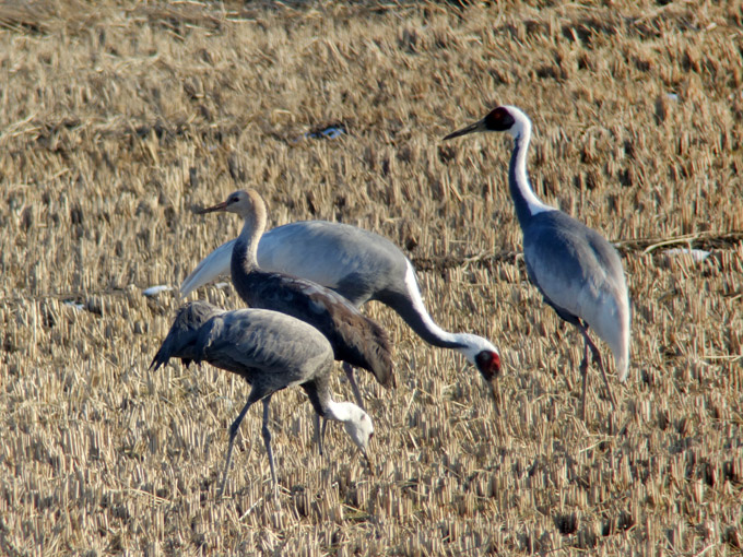 White-naped Crane