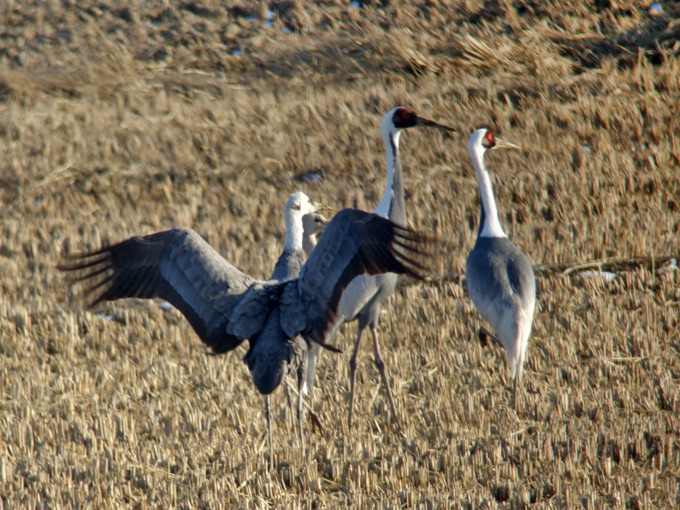 White-naped Crane