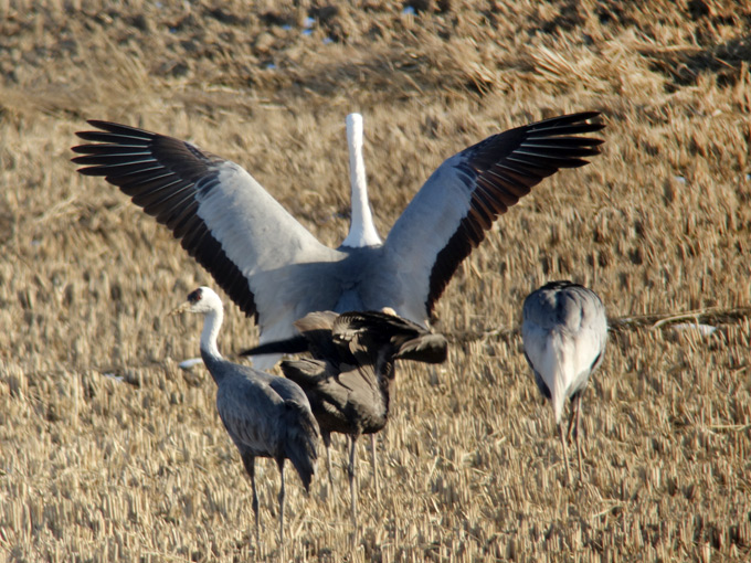 White-naped Crane