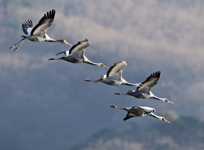White-naped Crane