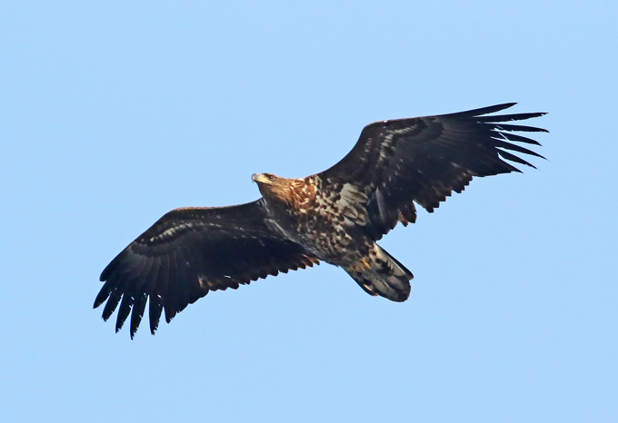 White-tailed Eagle