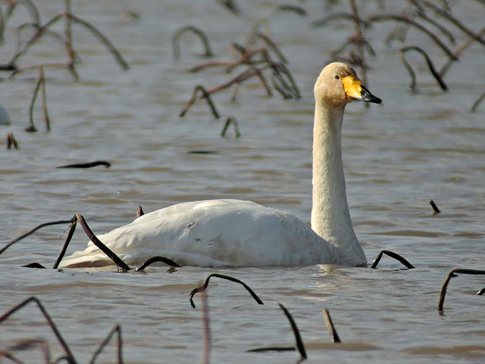Whooper Swan