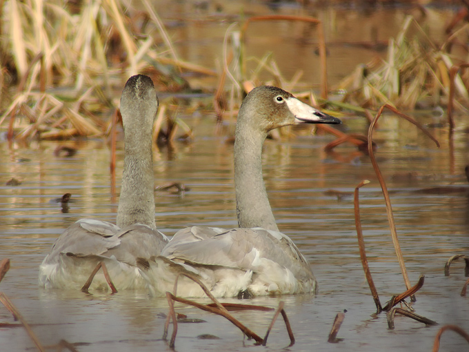 Whooper Swan