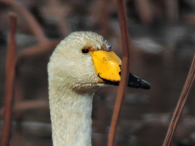 Whooper Swan