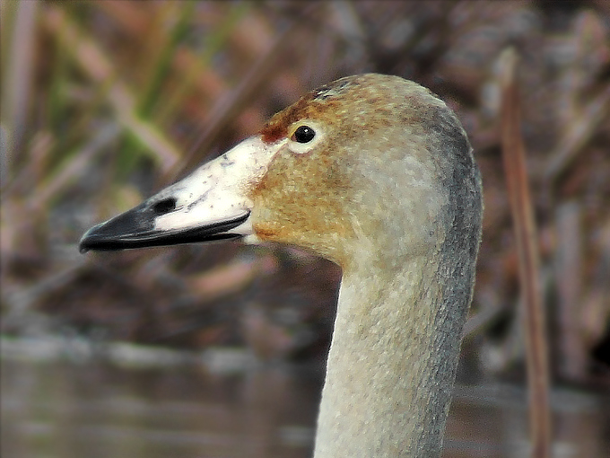 Whooper Swan