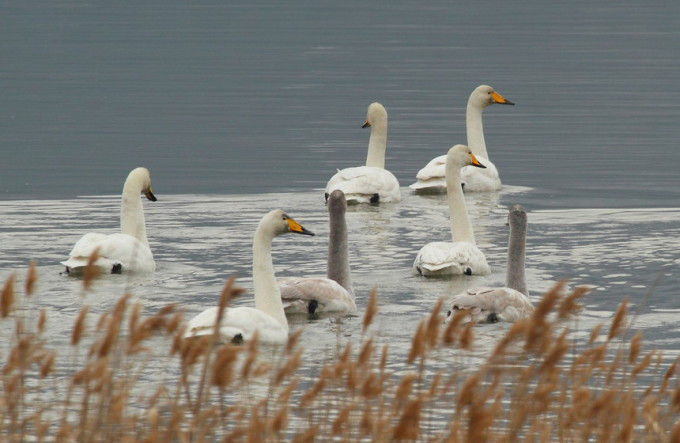 Whooper Swan
