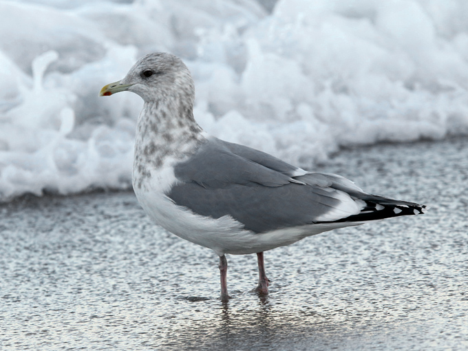 Thayer's Gull
