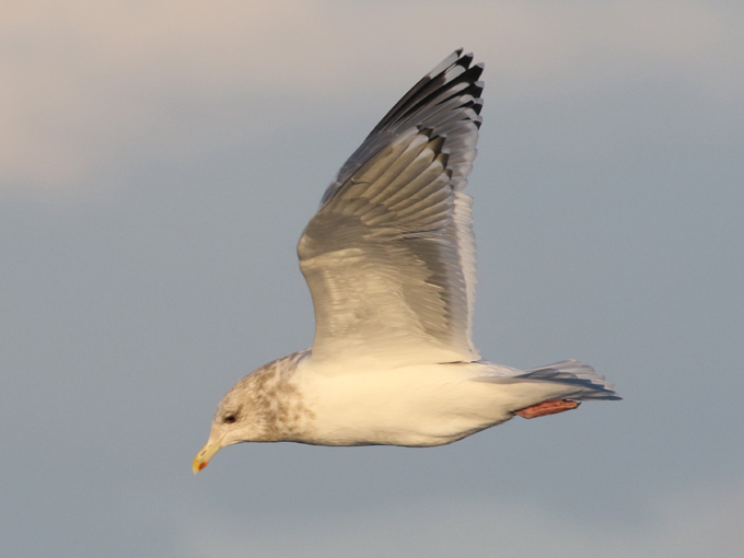 Thayer's Gull