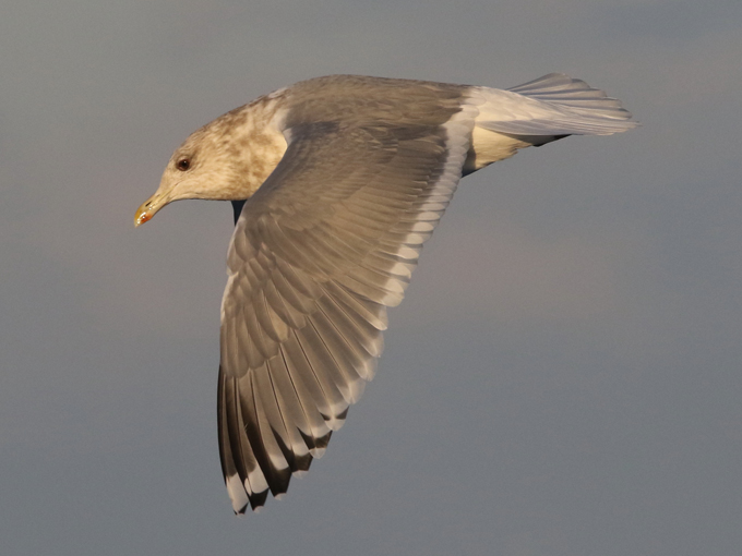 Thayer's Gull