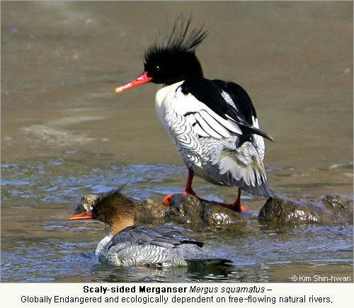 Scaly-sided Merganser