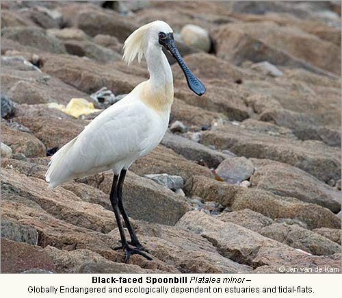Black-faced Spoonbill