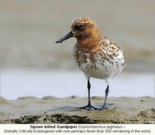 Spoon-billed Sandpiper