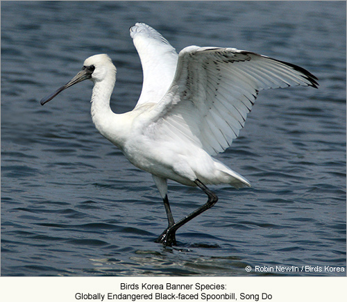 Scaly-sided Merganser