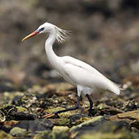 Chinese Egret