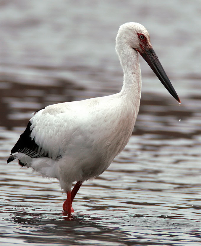Oriental Stork