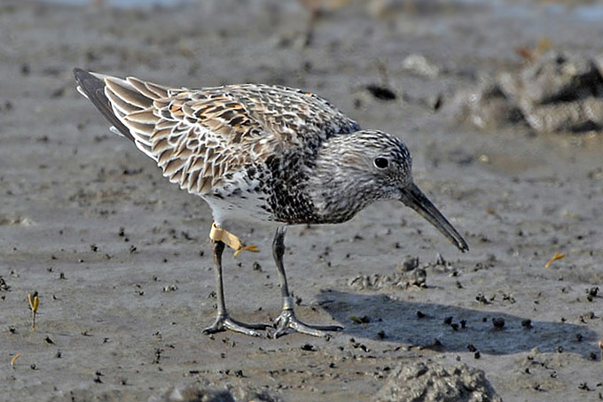 Great Knot