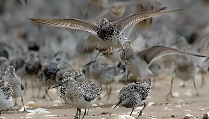 Great Knot