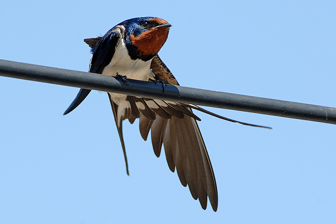 Barn Swallow