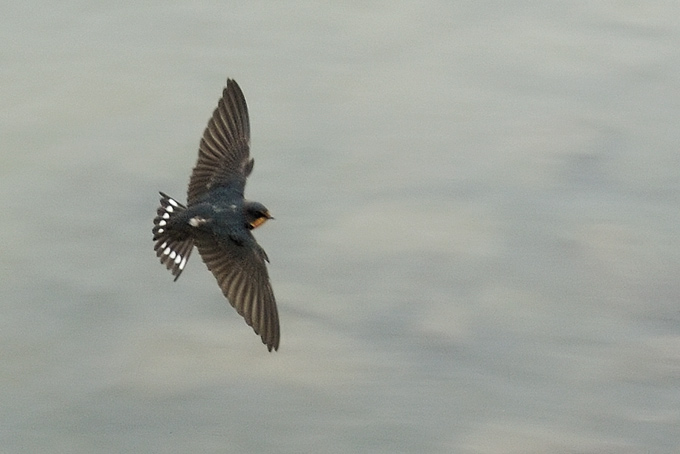 Barn Swallow