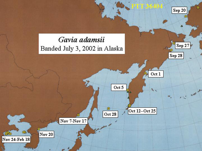 Yellow-billed Loon Migration Track