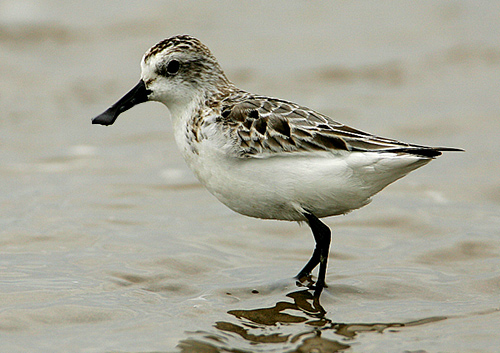 Spoon-billed Sandpiper