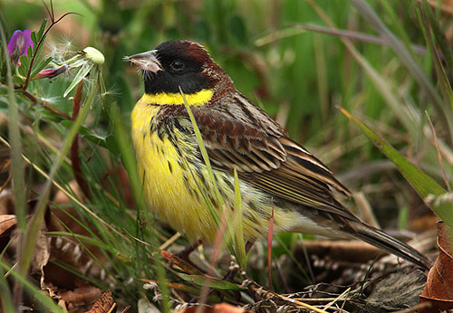 Yellow-breasted Bunting